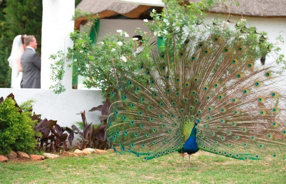 Warembo Lodge Grootvlei Dış mekan fotoğraf